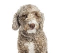 Close-up of a Spanish Water Dog, 1.5 years old