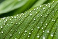 Close-up of sparkling dew drops on fresh green leaves in the morning light. AI generated. Royalty Free Stock Photo