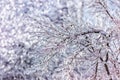 Close Up of Sparkling Ice Covered Branches