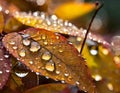 Close-up of sparkling raindrops on vivid autumn leaves with a macro perspective