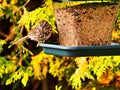 Sparrow perched on a bird feeder Royalty Free Stock Photo