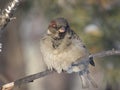 close-up of a sparrow on a branch in a park Royalty Free Stock Photo
