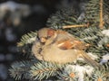 close-up of a sparrow on a branch in a park Royalty Free Stock Photo