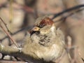 close-up of a sparrow on a branch in a park Royalty Free Stock Photo