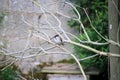 A close up of a Sparrow