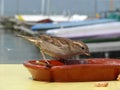 Close up of a sparrow eating crumbs on the edge of a terracotta bowl on a terrace