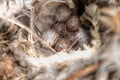 Close up of sparrow eggs in the nest Royalty Free Stock Photo