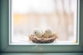 close-up of sparrow eggs in nest on windowsill Royalty Free Stock Photo