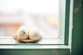 close-up of sparrow eggs in nest on windowsill Royalty Free Stock Photo