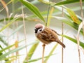 Close-up of sparrow on green reed leaves