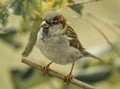 Close up of a sparrow perched on a branch in shrubbery