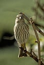 Close up of a sparrow perched on a branch in shrubbery