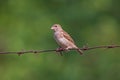 Sparrow sitting on barbed wire Royalty Free Stock Photo