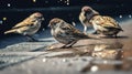 Close up of sparrows on the sidewalk in rainy weather, made with generative ai