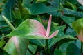 Close up of Spathe Flower with green foliage nature background Royalty Free Stock Photo