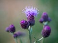 Close-up of the spear thistle or common thistle blooming flower. Cirsium vulgare purple flowers