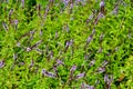 Close-up on a spearmint