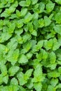 Close up of spearmint in a garden