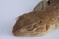 A close-up of a species of reptile with a reddish brown body in Thailand and in tropical countries. Isolated white background Royalty Free Stock Photo