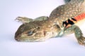 A close-up of a species of reptile with a reddish brown body in Thailand and in tropical countries. Isolated white background Royalty Free Stock Photo