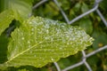 Close-up of speckled green leaf in front of chain link fence - possible fungal or bacterial infection - blurred background Royalty Free Stock Photo