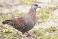 Close up Speckled Pigeon