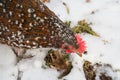 Close up of Speckled Sussex chicken in the snow
