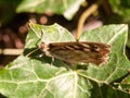 close up speckled wood butterfly on leaf resting Pararge aegeria Royalty Free Stock Photo