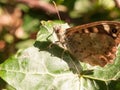 close up speckled wood butterfly on leaf resting Pararge aegeria Royalty Free Stock Photo