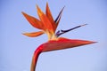 Close-up of a spectacular bird-of-paradise flower with pale blue background