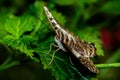 Close up from spectacular Butterfly over a plant