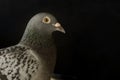 Close up speed racing pigeon bird on black Royalty Free Stock Photo