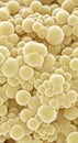 Close-up of spherical, pale yellow yeast cells, clustered together, viewed under a microscope Royalty Free Stock Photo