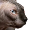 Close-up of Sphynx cat, 1 year old Royalty Free Stock Photo