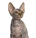 Close-up of a Sphynx kitten looking away