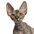 Close-up of a Sphynx kitten looking up
