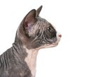 Close up of a Sphynx kitten profile