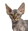 Close-up of a Sphynx kitten sitting