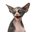 Close up of a Sphynx kitten threatening