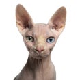 Close-up of a Sphynx looking at the camera, with wall eyes