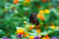 Close up of a spicebush swallowtail butterfly. Royalty Free Stock Photo