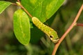 Spicebush Swallowtail Caterpillar