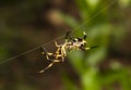 yellow and black spider weaving its web Royalty Free Stock Photo