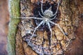 Close-up of a Spider blending into tree bark with perfect camouflage. Royalty Free Stock Photo