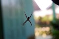 Close up spider with blur background Royalty Free Stock Photo