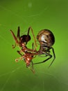 Close-up of the spider caught the ant to food Royalty Free Stock Photo