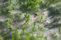 Close up at spider on cobwebs on the grass with dew drops - selective focus, water drops on web in forest Royalty Free Stock Photo