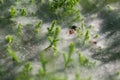 Close up at spider on cobwebs on the grass with dew drops - selective focus, water drops on web in forest Royalty Free Stock Photo