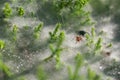 Close up at spider on cobwebs on the grass with dew drops - selective focus, water drops on web in forest Royalty Free Stock Photo