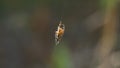 Close-up of a spider on a web Royalty Free Stock Photo